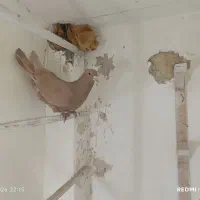 زردکرمونی نردرشت