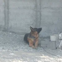 دوعد ژرمن ورکلاین