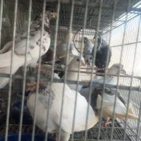 تعدادی کبوتر پرشی|پرنده|هشتگرد, شهرک اداری|دیوار