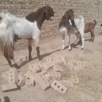 جفت بز با یک نربز کل ک هنوز بزغاله است درشت