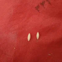 مهره قدیمی کمیاب