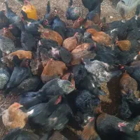 جوجه نیمچه گلپایگانی مرغ محلی تخمگذار دم تخم