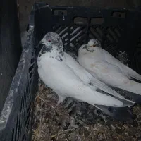 کبوتر|پرنده|دالاهو, |دیوار