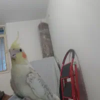 عروس هلندی گل باقالی نر همراه با قفس