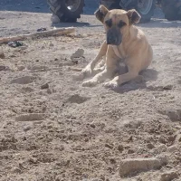 واگذاری ماده سرابی