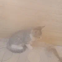 گربه|گربه|رشتخوار, |دیوار