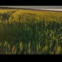 فروش-زمین-کشاورزی