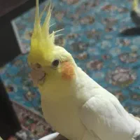 عروس هلندی|پرنده|شاهین‌شهر, فردوسی|دیوار