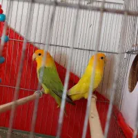جفت کوتوله برزیلی|پرنده|شیراز, پودنک|دیوار