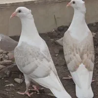 کبوتر پشت خوشکل