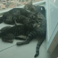 گربه مادر و دوتا بچه واگذاری