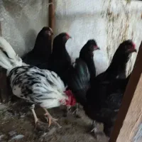 خروس ومرغ گلین اصل تخم گذار