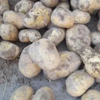 سیب زمینی 1تن|عمدهفروشی|زاغه, |دیوار