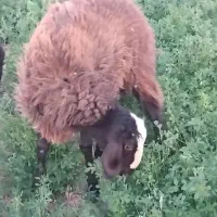 یک  عدد بره نرویک عدد بره ماده