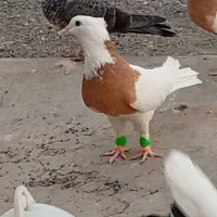 طوقی به شرط|پرنده|سبزوار, توحیدشهر|دیوار