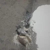کفتر ساده هفترنگ دمسفید طوقی
