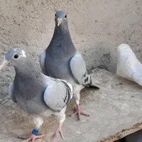 جفت کبوترجوجه مسافتی هرمن کوستر|پرنده|زهک, |دیوار