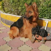 سگ ژرمن شپردنروماده دوماه اصیل باهم یکجای فی ۱۸م ت|سگ|تهران, باشگاه نفت|دیوار