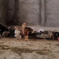 جوجه گلپایگان ۲۰ روزه بلک