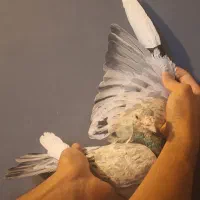 کبوتر دورگ و زاغ