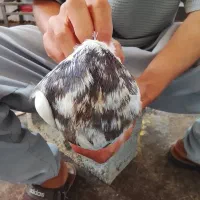 یک عدد طوقی نر