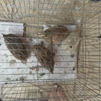 بلدرچین تخم گذار