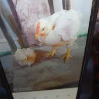 کارگر مرغداری