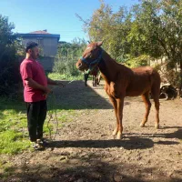 ۳ عدد نریان   یورقه وقدم|اسب و تجهیزات اسب‌سواری|گرگان, |دیوار