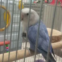 طوطی برزیلی|پرنده|ارومیه, |دیوار