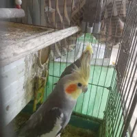 عروس هلندی