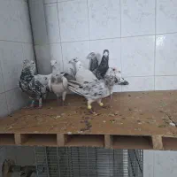 دورگ سرور پلاکی