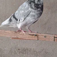 کبوتر هما