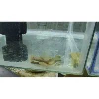 آنجل لجن خوار گوپی