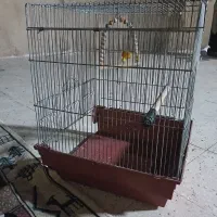 قفس پرنده