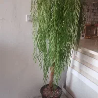 درخچه
