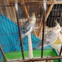 عروس هلندی