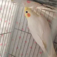 عروس هلندی|پرنده|خمینی‌شهر, |دیوار