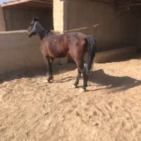 اسب نریون|اسب و تجهیزات اسبسواری|زابل, |دیوار