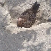 ماده مرغ افغانی اصل حراج