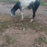 اسب عروسک|اسب و تجهیزات اسب‌سواری|مسجد سلیمان, |دیوار