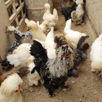 فروش جوجه و تخم نطفه دار از مولد های اصیل سلطان