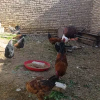 خروس خونگی بالغ جوان|پرنده|خاتم, |دیوار