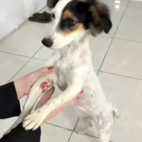 ماده واکسن زده شده