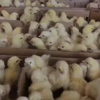 جوجه گوشتی راس 308 عمده نهاده ذرت سویا|حیوانات مزرعه|رشت, بازار|دیوار