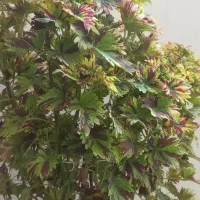 گل طبیعی زیبا|گل و گیاه طبیعی|مریوان, |دیوار