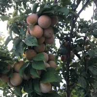 فروش باغ و زمین کشاورزی سند تک برگ|فروش زمین و ملک کلنگی|دهاقان, |دیوار