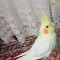 یک جفت عروس هلندی اهلی