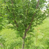 فروش زمین کشاورزی(باغ)