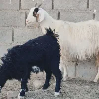 بز بزغاله