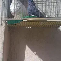 کفتر|پرنده|اصفهان, هفتون|دیوار